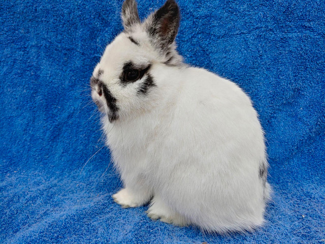 EXTRAORDINARY NETHERLAND DWARF AND LIONHEAD BUNNY RABBITS  in Small Animals for Rehoming in Regina - Image 4