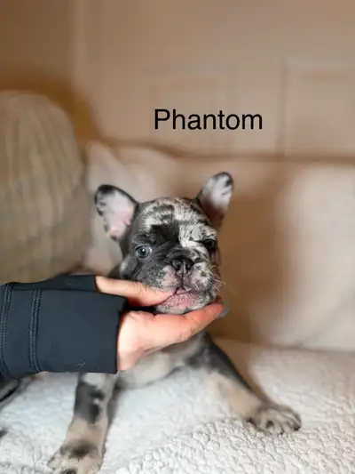 Purebred French Bulldog Puppies Merle , View more