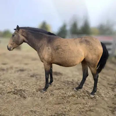 Horses for Sales (Pure Blood Lusitano Mares), View more