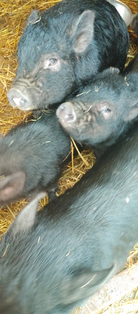 Kunekune/Asian mini Potbelly