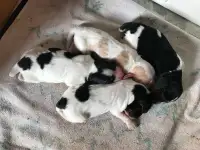 English Cocker Spaniel Pups