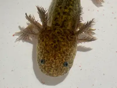 Axolotl (Wild Type), View more