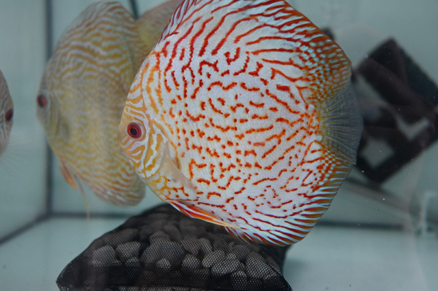Discus Fish at Fins8 in Fish for Rehoming in Kitchener / Waterloo - Image 3