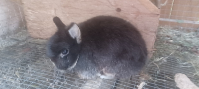 Netherland Dwarf bunnies in Small Animals for Rehoming in Stratford - Image 4