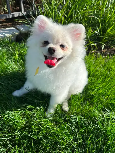 Pomeranian, View more