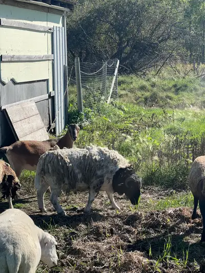 Dorper Breeding Ram, View more