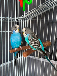 Parakeets with cage, accessories, treats and food