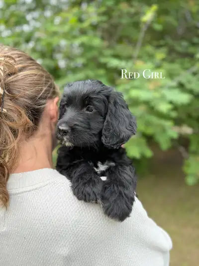 Two Puppies Ready for A Home! Stunning Black Goldendoodles, View more