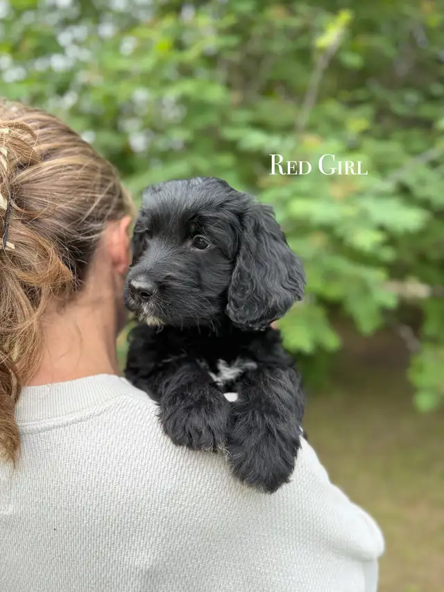 SOLD! Stunning Black Goldendoodle in Dogs & Puppies for Rehoming in Edmonton - Image 2