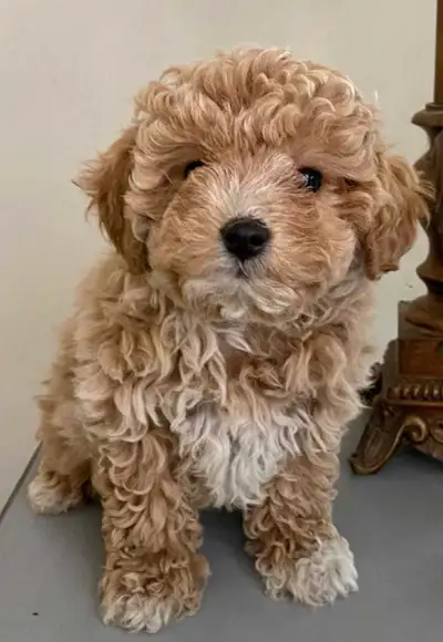 Adorable Bichonpoo Puppy Seeking Forever Home!, View more