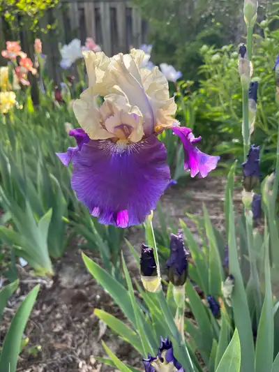 Tall Iris “Boysenberry Buttercup”, View more