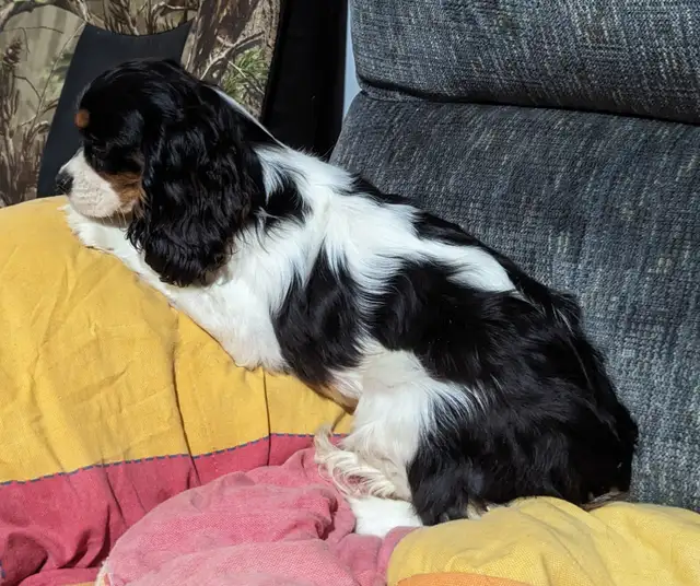 Cavalier King Charles Spaniel Puppies in Dogs & Puppies for Rehoming in City of Toronto - Image 8