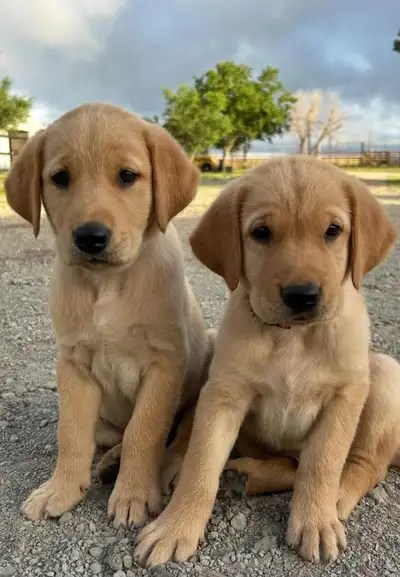 Golden retriever Fox Red Lab puppies, View more