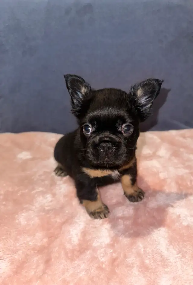 Fluffy Frenchie for Sale in Dogs & Puppies for Rehoming in City of Toronto - Image 5