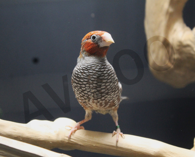 AMANDINE COUPLE DISPONIBLE dans Oiseaux à adopter  à Ville de Montréal