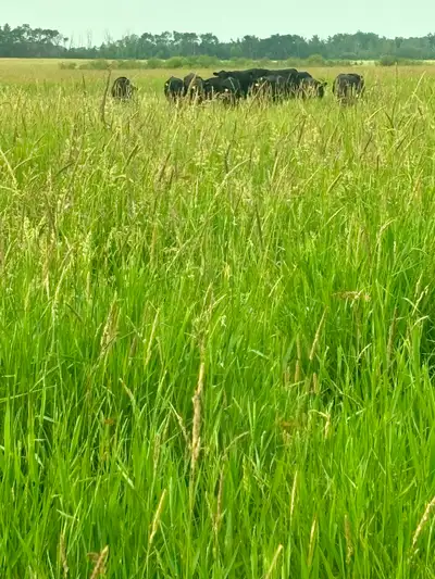 Land /Pasture for Sale North east of Prince Albert Sask. 315 pasture land. Four strand new barbed wi...