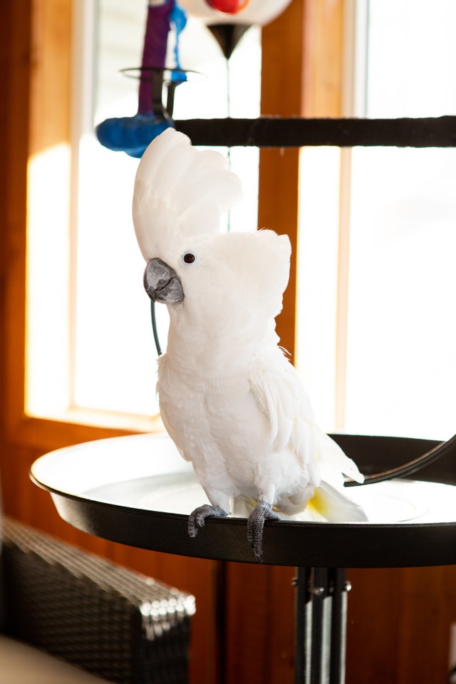 Umbrella Cockatoo For Sale Birds for Rehoming Hamilton Kijiji