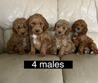 Cockapoo puppies -only 4 left