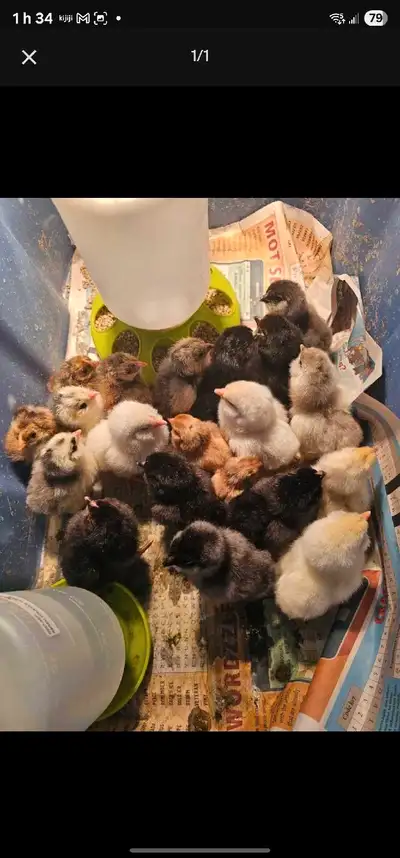 Vous voulez de magnifiques poulettes qui seront de très bonnes pondeuses et qui feront des oeufs col...