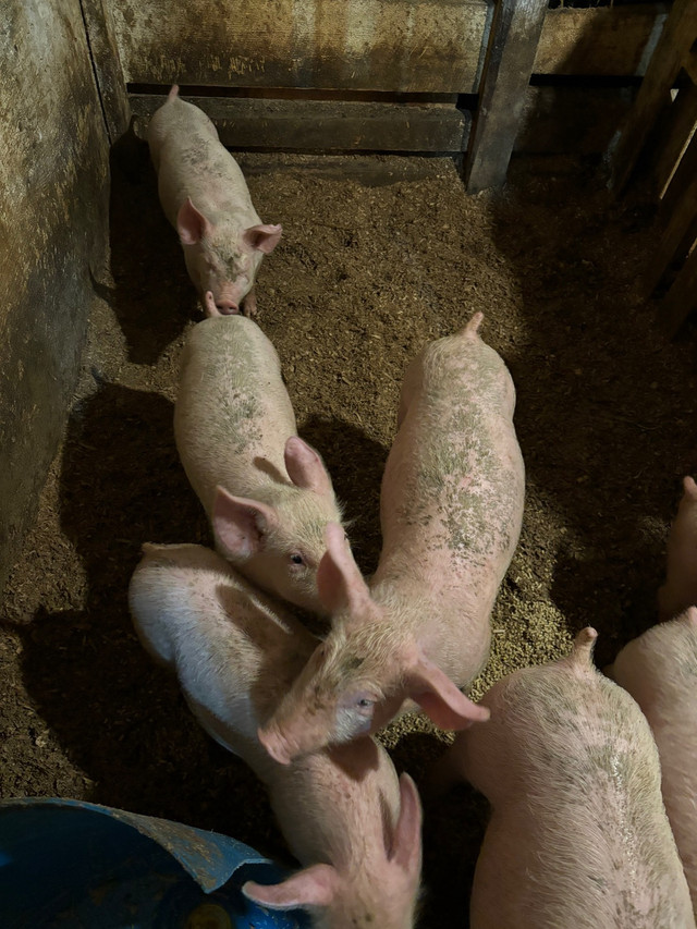 Porcelet  à viande  dans Animaux de ferme  à Ville de Québec