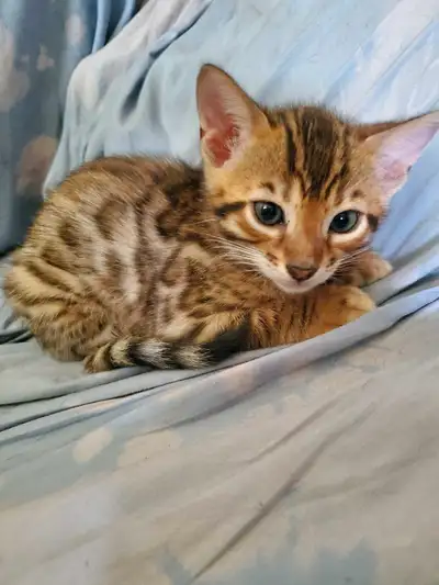 bébés  Bengal ❣️, View more