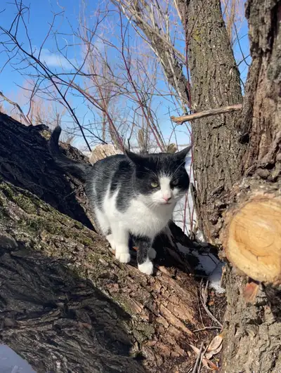 barn cat, View more