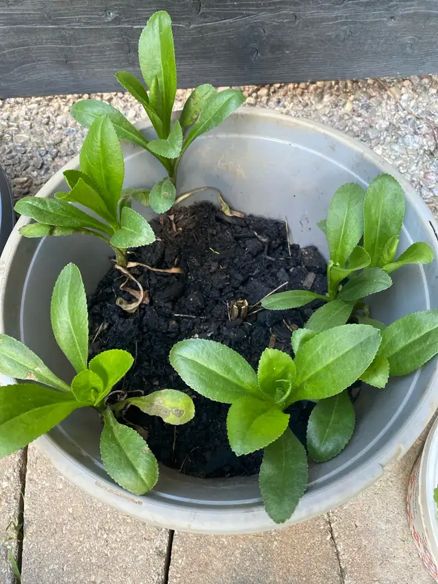 Shasta Daisy perennial plant potted in Plants, Fertilizer & Soil in Mississauga / Peel Region - Image 3