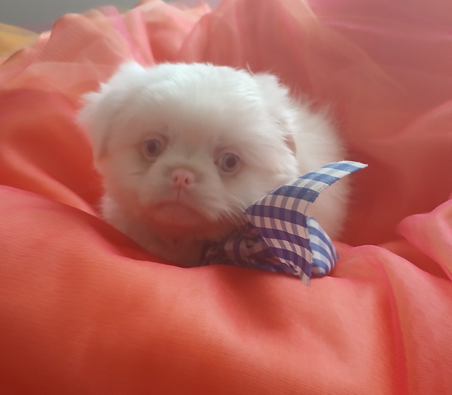 PEKINGESE 100%  2 MALES ADORABLE in Dogs & Puppies for Rehoming in Ottawa