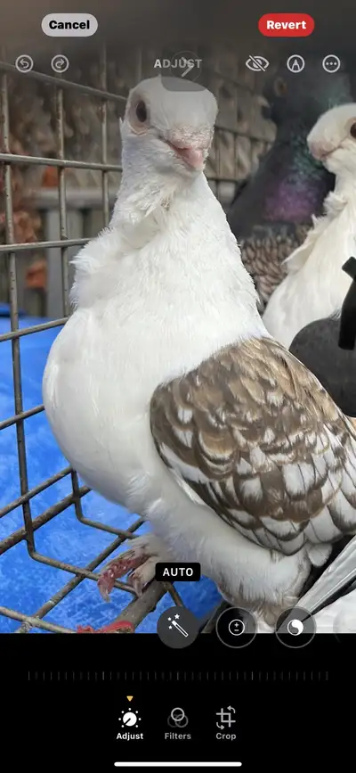  Old classic fell and owls are available, View more