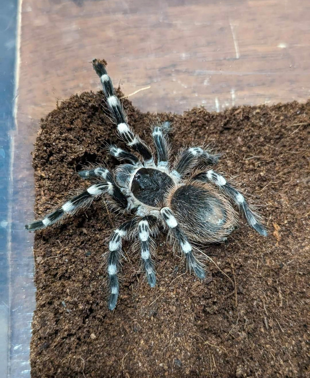 Brazilian white knee tarantula with enclosure in Other Pets for Rehoming in Edmonton