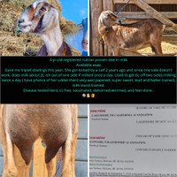 Registered goat for sale, nubian in milk