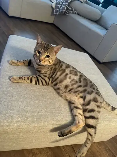 ✨Bengal Silver male 3ans ✨, View more