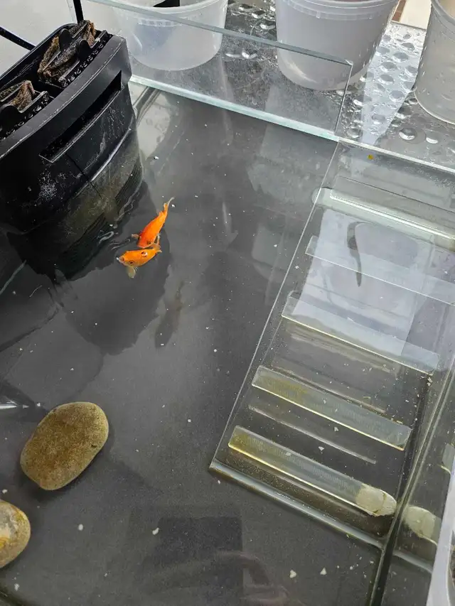 Turtle ( Sliders ) and Golden Fish in Fish for Rehoming in Oakville / Halton Region - Image 2