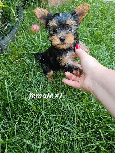 Tiny Yorkie puppies, View more
