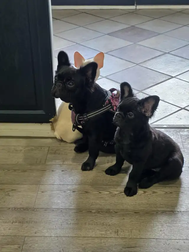 French Bulldog puppies 2 year Health Guarantee in Dogs & Puppies for Rehoming in Ottawa - Image 5