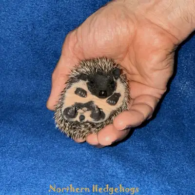 Pedigreed Hedgehogs Babies from local Ethical Breeder, View more