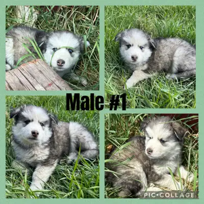 7 Siberian Husky Puppies!!, View more