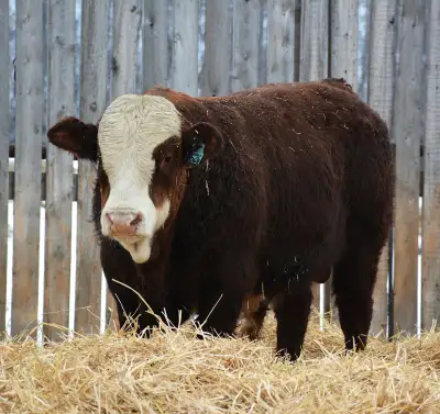 Fullblood Simmental/Fleckvieh Yearling bulls for sale, View more