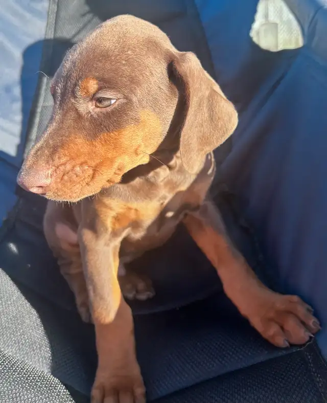 Doberman Puppies - cropped and docked in Dogs & Puppies for Rehoming in Red Deer - Image 3
