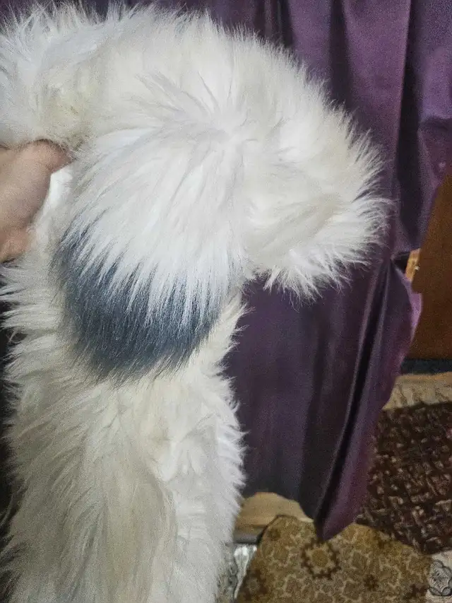 Costume Chien pour enfant 6-7 ans in Costumes in Sherbrooke - Image 7