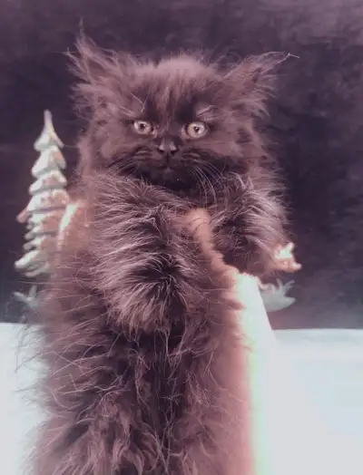 Black Maine Coon Kitten for Sale, View more
