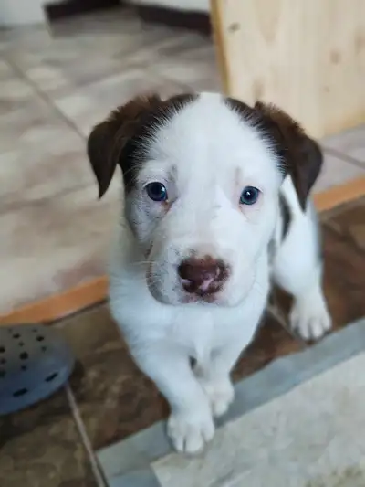 chiot berger australien mixte border husky Alaskan, View more