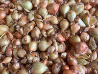 Shallots for Planting
