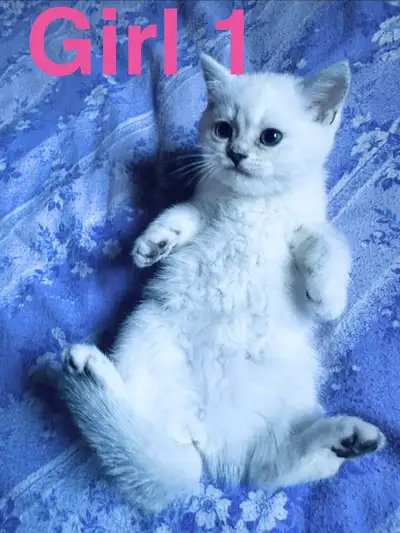 Purebred British Shorthair kittens ready! Blue eyes!, View more