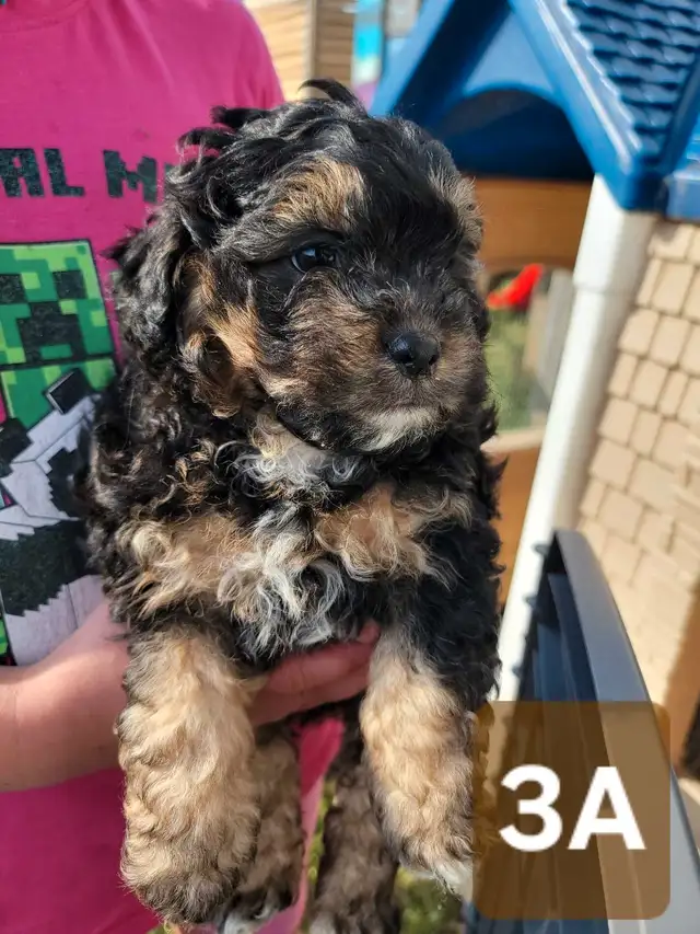 shi-poo puppies in Dogs & Puppies for Rehoming in Leamington - Image 4