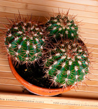 Succulents: Barrel Cactus