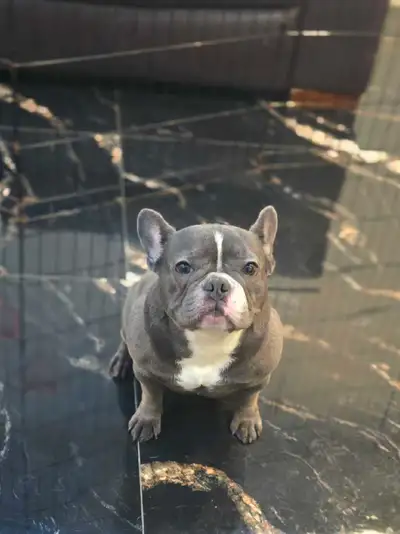 Femelle Bulldog Francais Bleu, View more