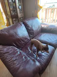 Old Brown Leather Couch