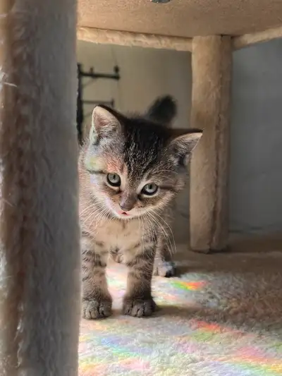 bientôt prête pour l’adoption
