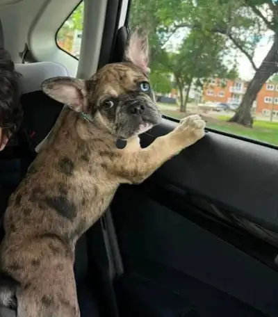 French bulldog looking for a forever loving home, View more